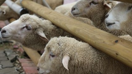 Военный из Турции разводит овец в Ровенской области