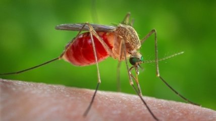 Как устранить зуд после укуса комара
