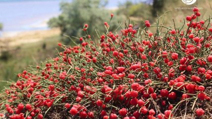 Кущі ягід на схилах Куяльника