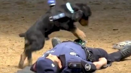 Делал массаж сердца: в Испании щенок пытался спасти полицейского (Видео)