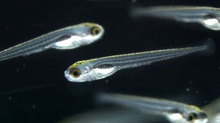 Ученые обнаружили парадоксальный сон у рыб