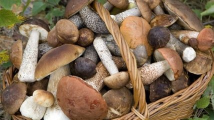 В Минздраве рассказали, какие грибы не стоит употреблять