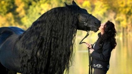 Фредерик Великий - самый красивый конь в мире, чья роскошная грива сводит людей с ума (Фото)
