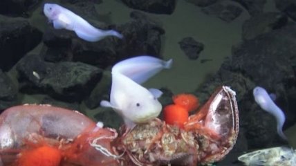 Ученые показали рыбу, которая живет на рекордной глубине