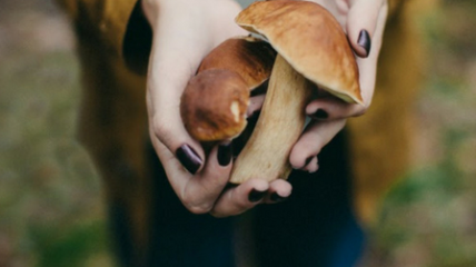 За грибами с ребенком: как научить детей отличать съедобные грибы от несъедобных