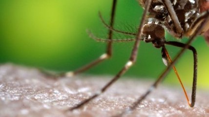 Почему комары пьют кровь?