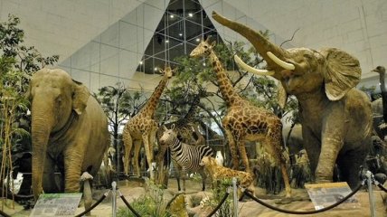 Онлайн-екскурсія до Музею природи Херсону