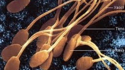 Сперматозоиды из пробирки