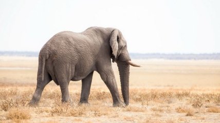 Более 300 слонов были отравлены в Зимбабве