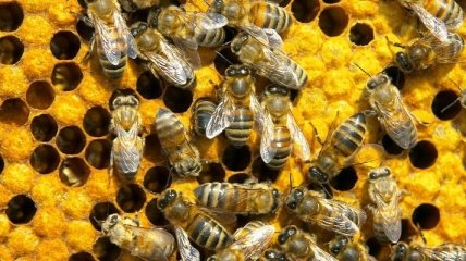 Пчелы в ЮАР напали на школу, пострадало более 60 детей