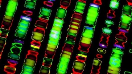 Биологи заново пересчитали человеческие гены