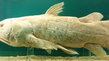 Ученые расшифровали ДНК древней рыбы