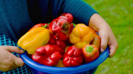 Болгарский перец