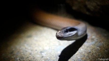 Мертвые мыши избавят американский остров Гуам от нашествия змей
