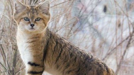 Ученые пронаблюдали за пьющими кровь арабскими кошками