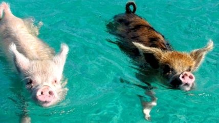 Плавающие свиньи, которые поднимут настроение каждому 