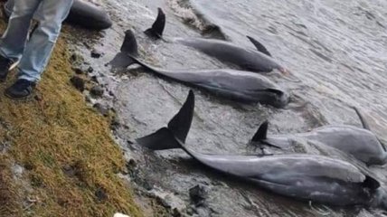 Крушение судна у берегов Маврикия: на берег острова выбросились более десятка дельфинов