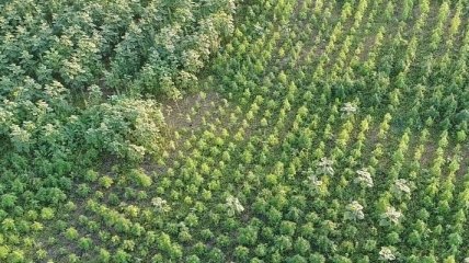 Сожгли "300 миллионов гривен": появилось видео уничтожения конопляной плантации на Херсонщине