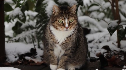 Агеев день в 2023 году отмечается 16 декабря (ранее 29 декабря)