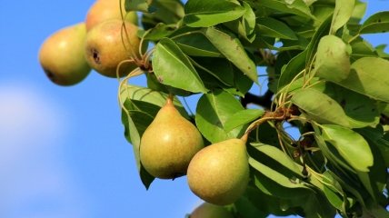 Чем подкормить яблони и груши в августе