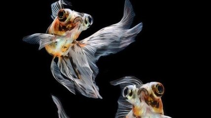 Плавники и грация: фантастические снимки бойцовых рыб (Фото)
