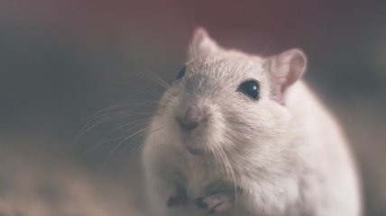 Исследователи засняли необычное поведение мышей на МКС