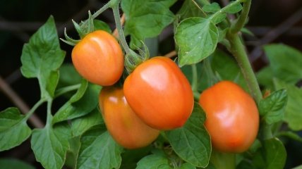 Профилактика и спасение помидоров