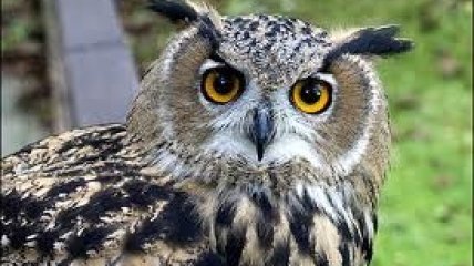 Слабовидящих детей лечит филин