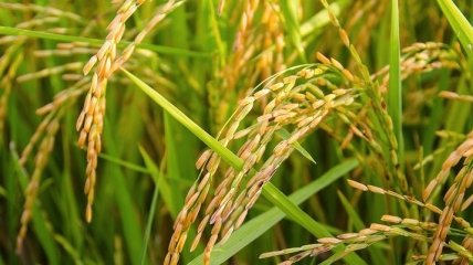 Безопасная культура: ГМО-сорт "золотой рис" одобрили для питания