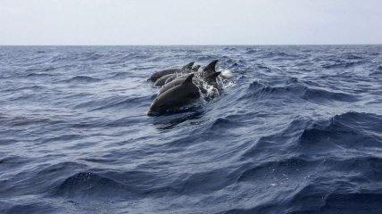 Водных млекопитающих считают защитниками военной базы морского флота рф