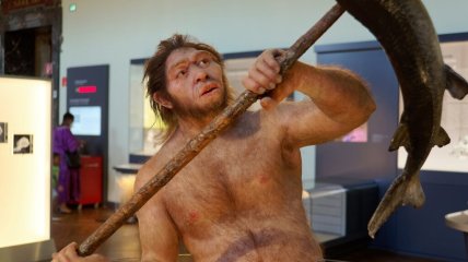 Homo erectus, можливо, не були проти зерна в раціоні