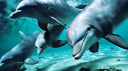 Ученым удалось разгадать язык дельфинов