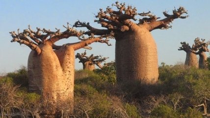 Глобальное потепление: ученые заявили о вымирании старейших деревьев баобабов