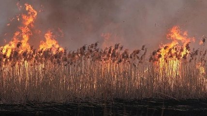 В Польше горит крупнейший национальный парк, пожары охватили 6000 гектаров (Фото и видео)