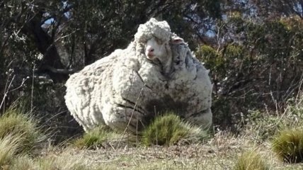 Умерла самая известная овца-рекордсменка (Фото)