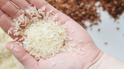 Як використовувати рис як добрива для рослин