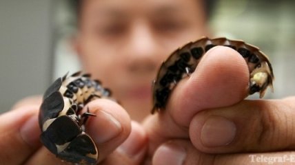 Нидерландские ученые хотят кормить народ насекомыми