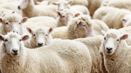 Французских овец снабдят радиопередатчиками