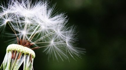 Как подготовиться аллергикам к сезону цветения - полезные советы