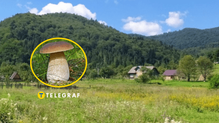 Во Львовской области нашли гигантский белый гриб