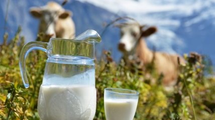 В Украине растет производство молока