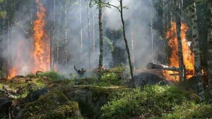 Война в Украине уничтожает леса (иллюстрация)