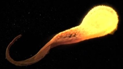 NASA показало удивительное видео уничтожения звезды черной дырой