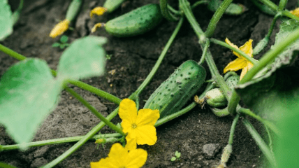 Що зробити, щоб огірки не мерзли вночі