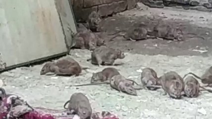 Крысы в общежитии - как живут одесские студенты (видео)