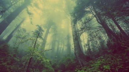 Биологи предложили засадить лесом заброшенные и деградировавшие территории Земли
