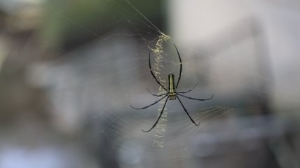 Павуки дуже люблять селитися на кухні та у ванній, так як там багато вологи та тепла