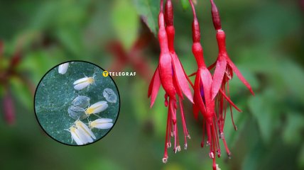 Фуксия зимой часто страдает от вредителей