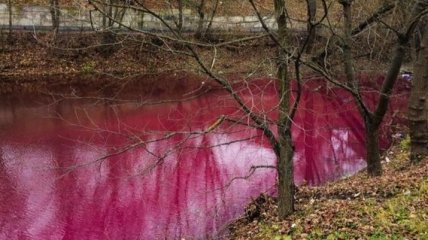 В Сумах озеро окрасилось в ярко-розовый цвет