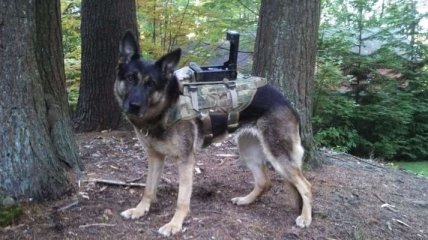 Система "Цербер" предлагает делать из военных псов разведчиков